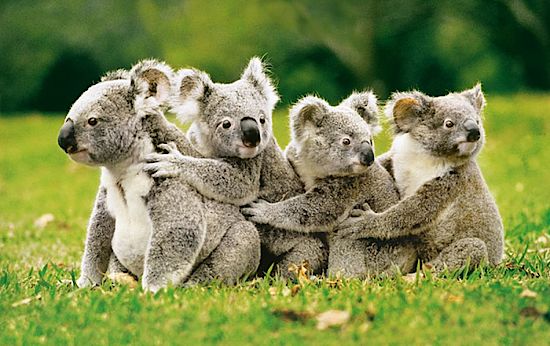 Koala